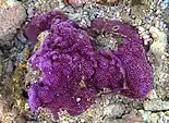 Montipora tuberculosa