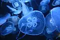 Moon jellies (Aurelia aurita)