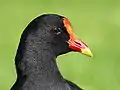 Head and cere detail