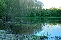 Flooded forest