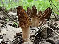 Black morels in British Columbia, Canada