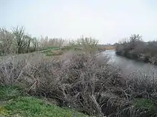 A river with plants on either side