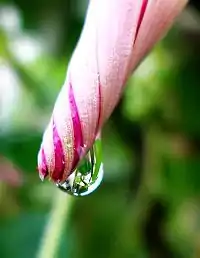 Ipomoea, contortiplicate aestivation