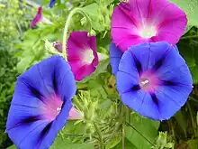 Morning glories