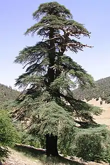 Old cedar tree (cedrus atlantica) near Azrou