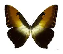 M. hecuba, the largest morpho, with a wingspan of up to 20 cm (7.9 in)