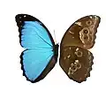 Morpho menelaus, wings comparation