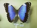 Morpho helenor achilleana