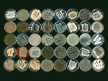 Image 38Morphological diversity of fungi collected from a marine sponge species, Ircinia variabilis (from Marine fungi)