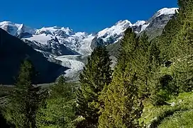 View from the pine and larch woodland above the Morteratsch Glacier