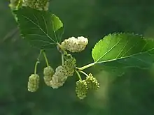 Leaves and fruit