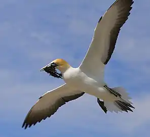 Gannets "divebomb" at high speed