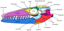 Detailed sketch of the skull of Mosasaurus hoffmannii