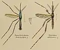 Coloured drawing of two mosquitoes displayed as scientific specimens