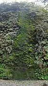 Moss cascades down the side of Fern Canyon where water trickles over the edge