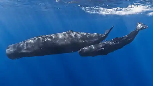  A mother sperm whale and her calf in the Indian Ocean off the coast of Mauritius