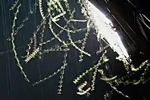 Long exposure photograph of moths showing exaggerated rod effect.