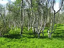 Image 22A stand of mountain birch at around 750 m in Trollheimen, typical of Scandinavian subalpine forests (from Montane ecosystems)