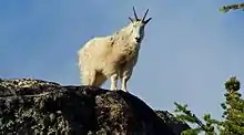 Image 9Mountain goat on Wallaby Peak in the North Cascades (from Cascade Range)