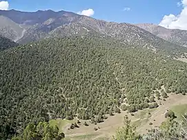 Wooded slopes, Turkestan Range, Kyrgyzstan re. P. alaica.