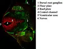 Immunofluorescent antibody staining against neurofilament (green) and Ki-67 (red) in a mouse embryo 12.5 days after fertilization. The proliferating cells are in the ventricular zone in the neural tube and therefore colored red.