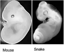 Image 22Mouse embryo 12 day post fertilization side by side with Corn Snake embryo 2 days post ovo-positioning. (from Snake)