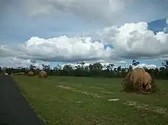 Moved termite mounds, Mareeba