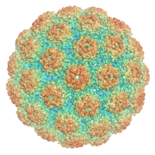 A rendering of an icosahedral viral capsid comprising 72 pentamers of VP1, colored such that areas of the surface closer to the interior center appear blue and areas further away appear red.