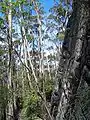 White Ash & sandstone below the high ridge at Mount Imlay