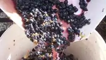 Image 26Crushed grapes leaving the crusher (from Winemaking)