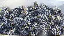 Image 5Harvested Cabernet Sauvignon grapes (from Winemaking)