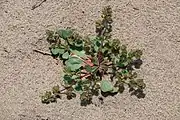 Growing in habitat, San Luis Obispo County