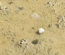 Mud snail near mangroves. Amphibola crenata (titiko).