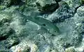 Mulloidichthys flavolineatus off the coast of Kona, Hawaii