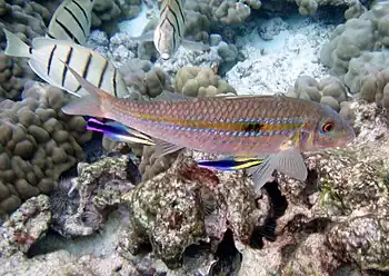 A goatfish, Mulloidichthys flavolineatus, at Kona, Hawaii, being cleaned by two Hawaiian cleaner wrasses