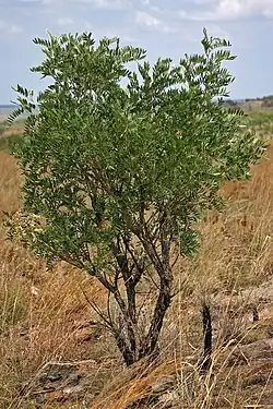 habit