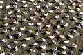 Nesting Australasian gannets at the Muriwai colony in New Zealand