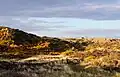 Gorse-covered dunes, May 2021