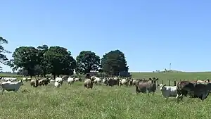 Image 1Murray Grey cows and calves (from Economy of New South Wales)