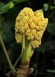 Male flower