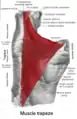 Trapezius muscle.