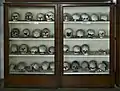 Paleontology collection of human skulls