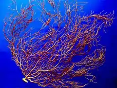 Mediterranean sectionGorgonian