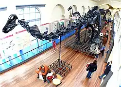 Section of Natural HistoryDiplodocus and other fossils