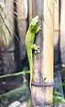 Phelsuma grandis