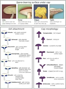 Image 24Morphological characteristics of the caps of mushrooms (from Mushroom)