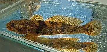 Mushroom goby swimming in an aquarium