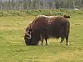 Musk ox grazing the center