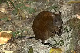 Brown rat-kangaroo