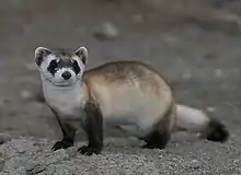 Black-footed ferret, the “American polecat”